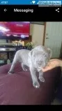 3 MALE BULLY PUPPYS