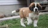 Well Socialized Saint Bernard Puppies For Loving Homes