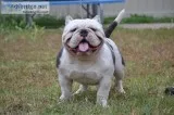 American BullyExotic up For Stud