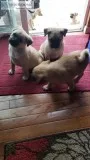 Pug mix puppies