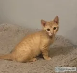 KITTENS BOTTLE RAISED.