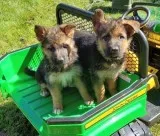 100% Trained German Shepherd Puppies