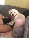 Bichon Maltese