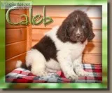 Caleb Male AKC Newfoundland