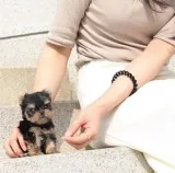 AKC boys and girls Teacup Yorkie Puppies available