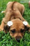 AKC Female Rhodesian Ridgeback - Jewel