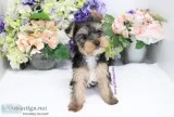 Yorkshire Terrier - Cayman - Male