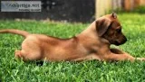 AKC Female Rhodesian Ridgeback - Merry