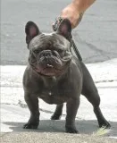 French Bulldog AKC Up For Stud