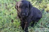 Goldendoodles F1B