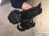 Black Goldendoodles