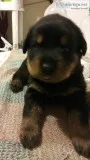 Rottwieler Puppys
