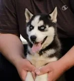 Amazing Siberian Husky puppies Avalable