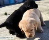 Friendly Labrador Retriever Puppies