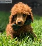Red Male Toy Poodle - Red