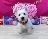 Beautiful West Highland White Terrier Puppies.