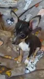 Toy Fox TerrierSheltie  Hybrid  Puppies