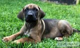 AKC Male Rhodesian Ridgeback - Ace