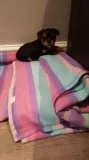 Yorkie puppies