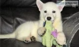 Lovely Home Raised White German Shepherd Puppies