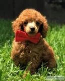 Red Male Toy Poodle - Buster