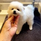 Beautiful Pomeranian Puppies Ready Now