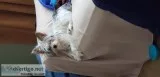 Partiminiture YorkieMale 10 months old
