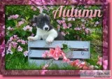 Autumn Female ACA Pembroke Welsh Corgi