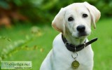 Brain Training For Dogs Review