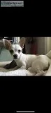 Baby chihuahua