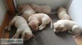 Organically Homegrown ACK Yellow Labradors
