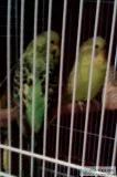 male and female budgies &pound36 for the pair ..