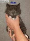 Adorable Fuzzy Kittens