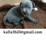 *blue staffy pups champ lines*