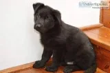 Chaos