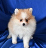 BFDF Pomeranian puppies