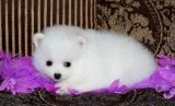 Beautiful full Pomeranian puppies