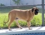 4 year old english mastiff