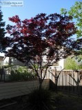 Fully Grown Blood-Good Japanese Maple Tree