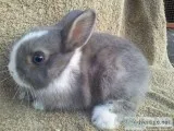 CUTE AND ADORABLE RABBITS AVALIBLE