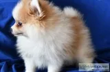 CKC Reg Pomeranian Puppies