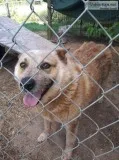 Red Heeler