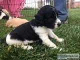 Labradoodle Parti Puppies F1b
