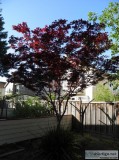 Fully Grown Blood-Good Japanese Maple Tree