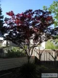 Fully Grown Blood-Good Japanese Maple Tree