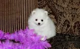 POMERANIAN PUPPIES 3 FEMALES and 2 MALES