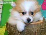 Adorable Pomeranian x puppies (last 3)