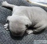 Lilac Olde English Bulldog puppies