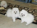 AKC Pomeranian puppies