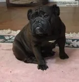 English bulldog female 4 yrs papers microchip DNA triple carrier